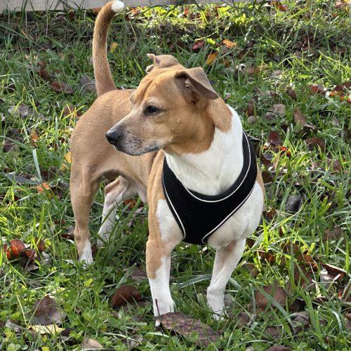 Enlarge Scooter 5659D, a Adoptable mixed breed in Frankfort, KY image 5/6