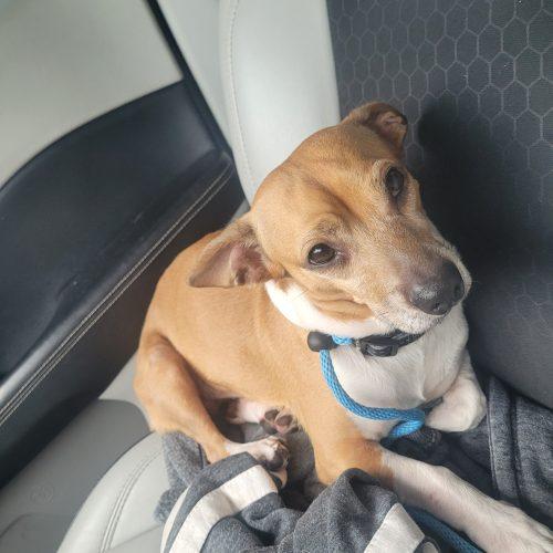 Enlarge Scooter 5659D, a Adoptable mixed breed in Frankfort, KY image 6/6