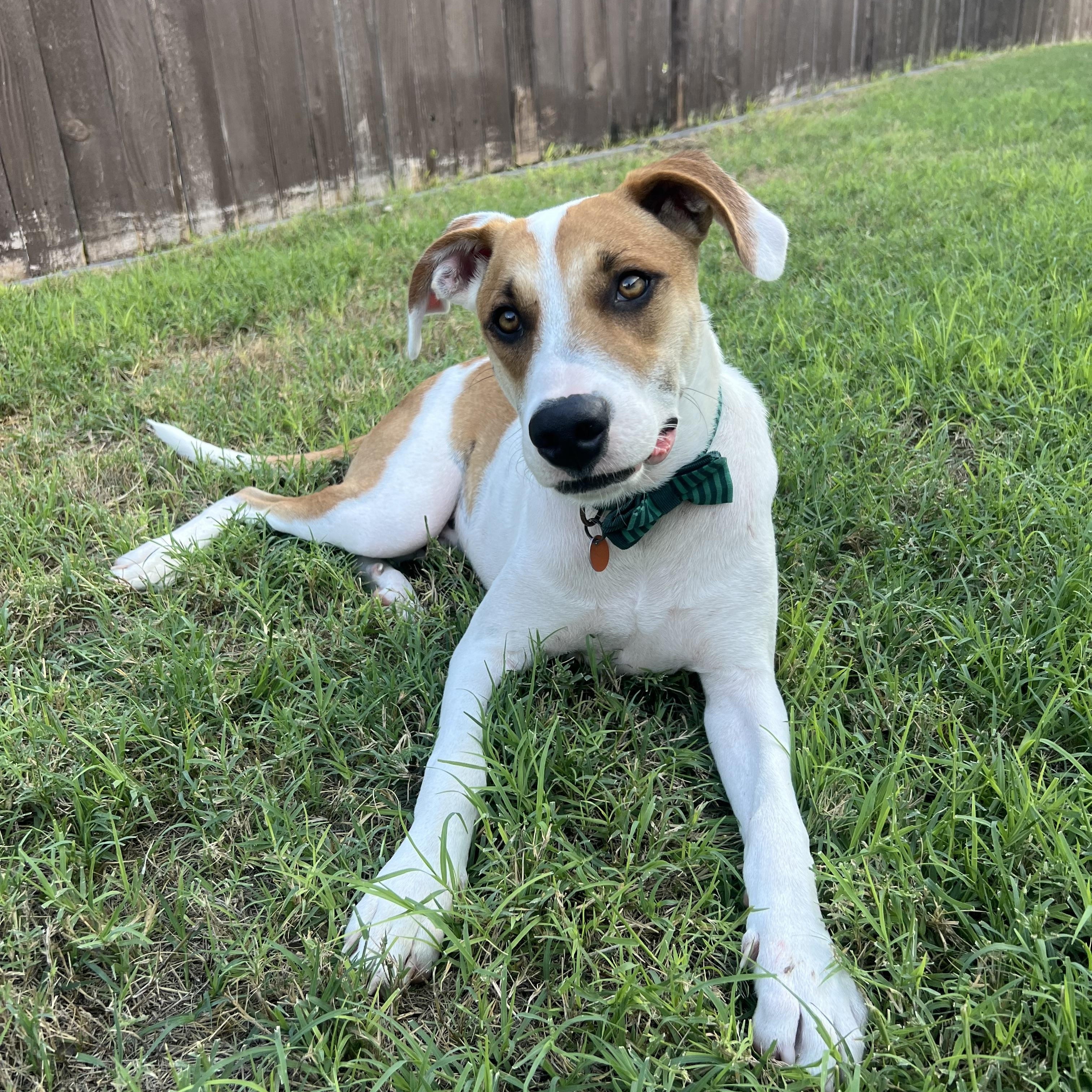 Enlarge Dexter, a Adoptable mixed breed in Eau Claire, WI image 3/4