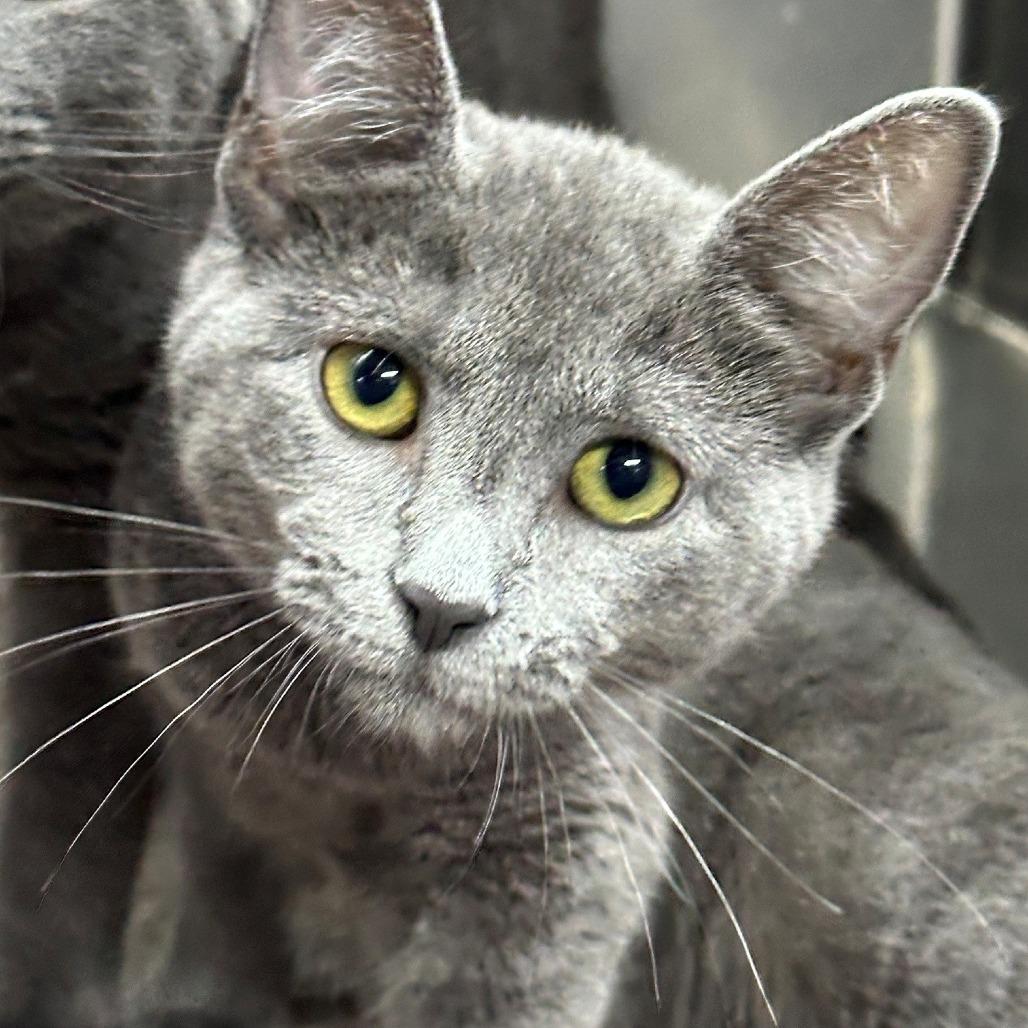Enlarge Prize, a Adoptable Domestic Short Hair in Coos Bay, OR image 1/1