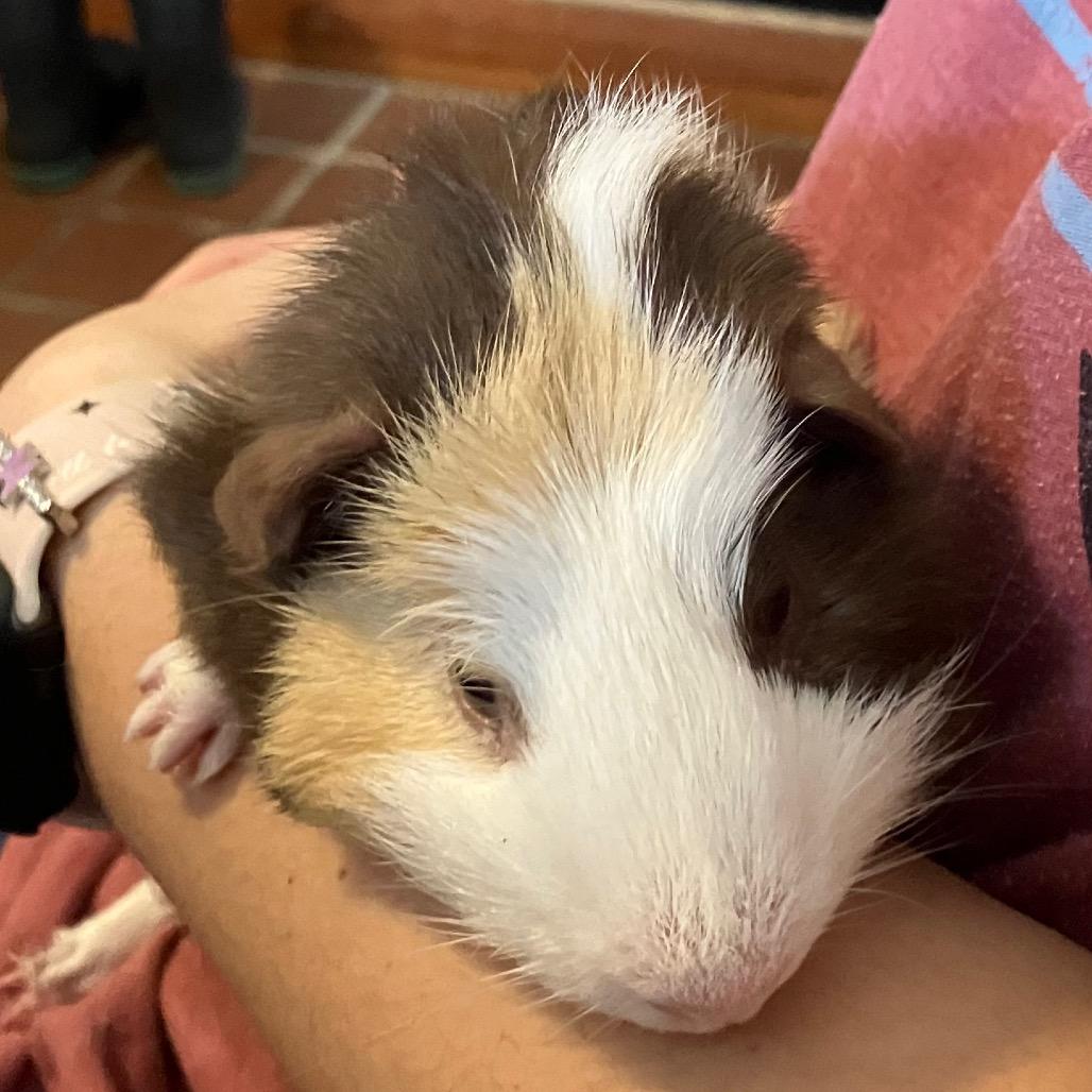 COH-A-62396, Adoptable, Young Female Guinea Pig.