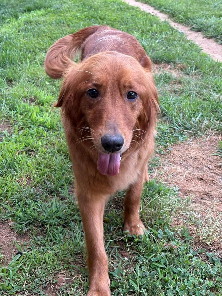 Cedar, a Adoptable Golden Retriever in Middletown, CT image 1/4