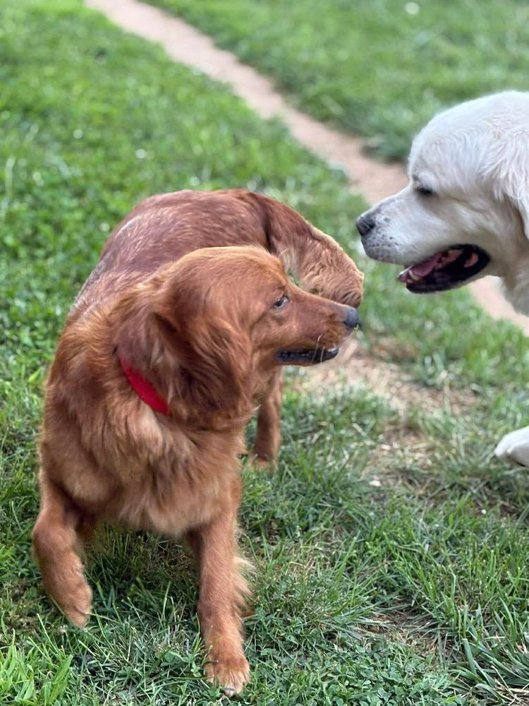 Cedar, a Adoptable Golden Retriever in Middletown, CT image 2/4