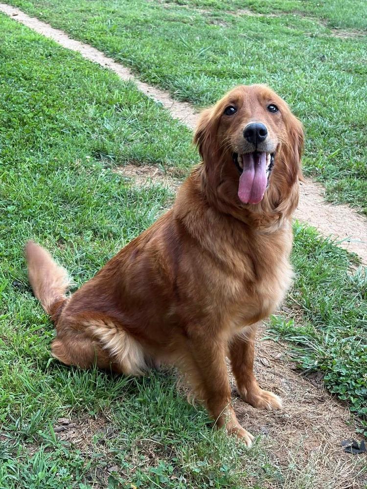 Cedar, a Adoptable Golden Retriever in Middletown, CT image 3/4