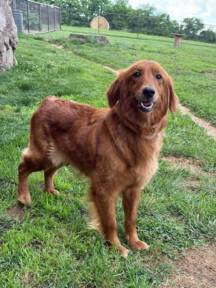 Cedar, a Adoptable Golden Retriever in Middletown, CT image 4/4