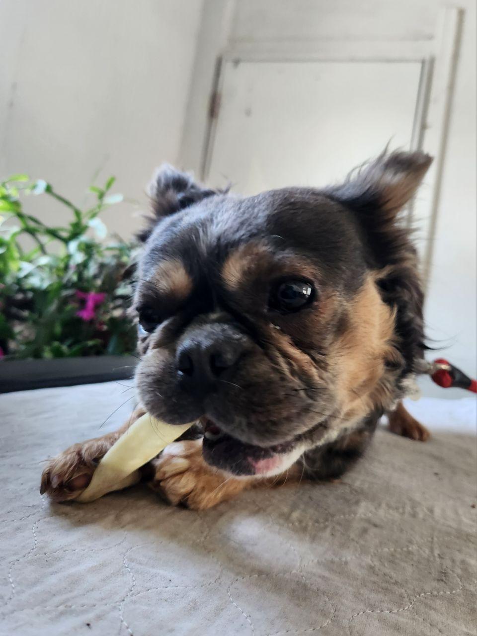Enlarge Allie (d/k/a Alayna), an adoptable French Bulldog in Trumansburg, NY image 2/5