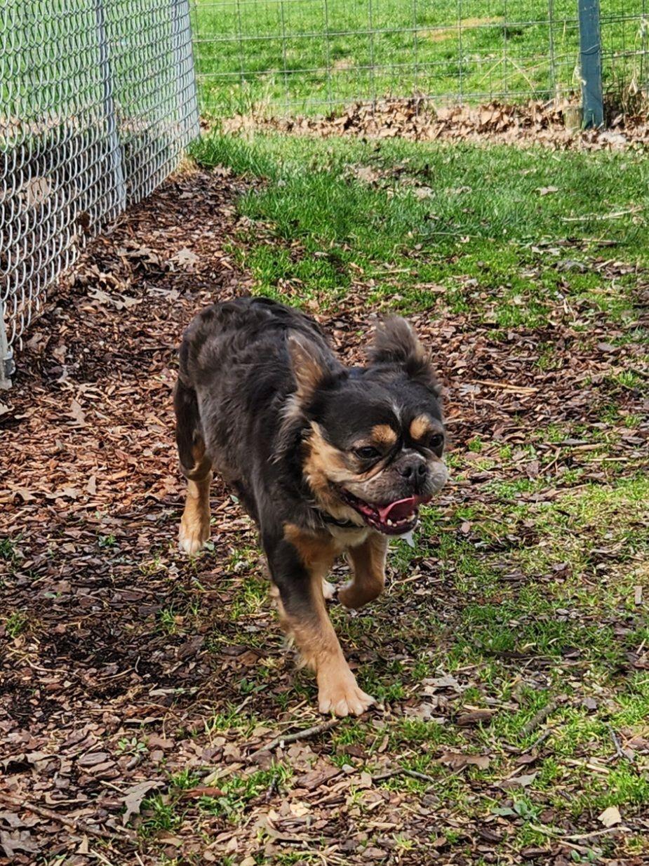 Enlarge Allie (d/k/a Alayna), an adoptable French Bulldog in Trumansburg, NY image 4/5