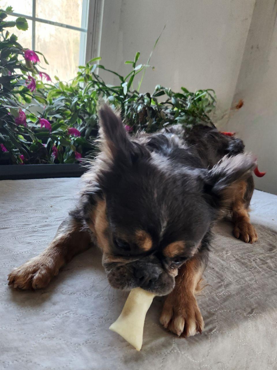 Allie (d/k/a Alayna), adoptable, Adult Female French Bulldog.