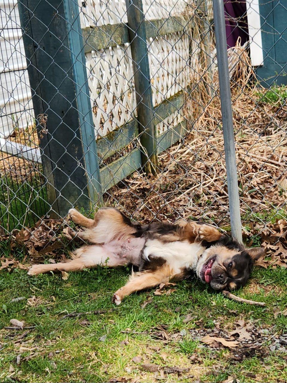 Enlarge Allie (d/k/a Alayna), an adoptable French Bulldog in Trumansburg, NY image 5/5