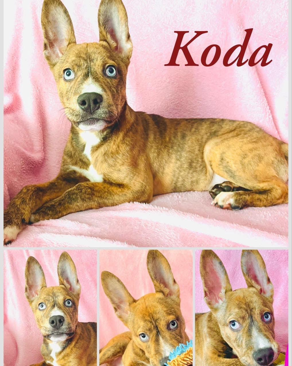 Koda, a Adopted mixed breed in Arlington, TX image 2/4