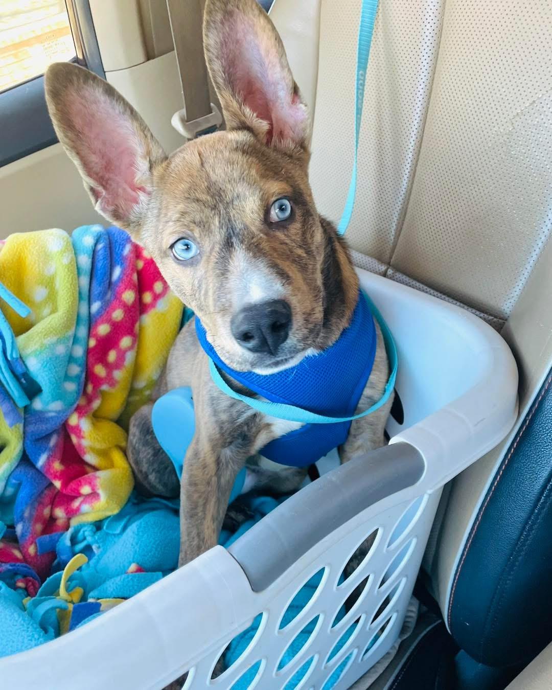 Koda, a Adopted mixed breed in Arlington, TX image 3/4