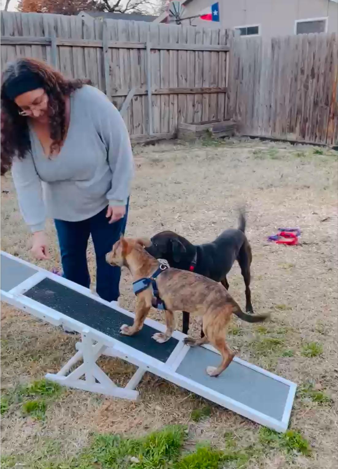 Koda, a Adopted mixed breed in Arlington, TX image 4/4