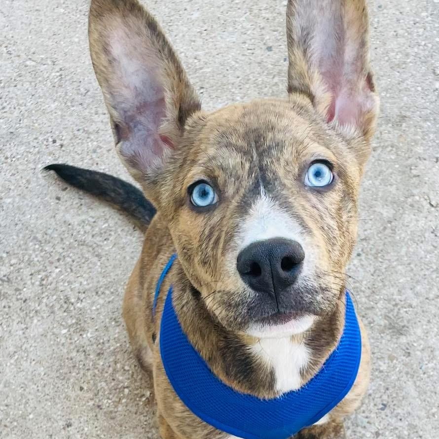 Koda, Adopted, Puppy Male Dutch Shepherd.