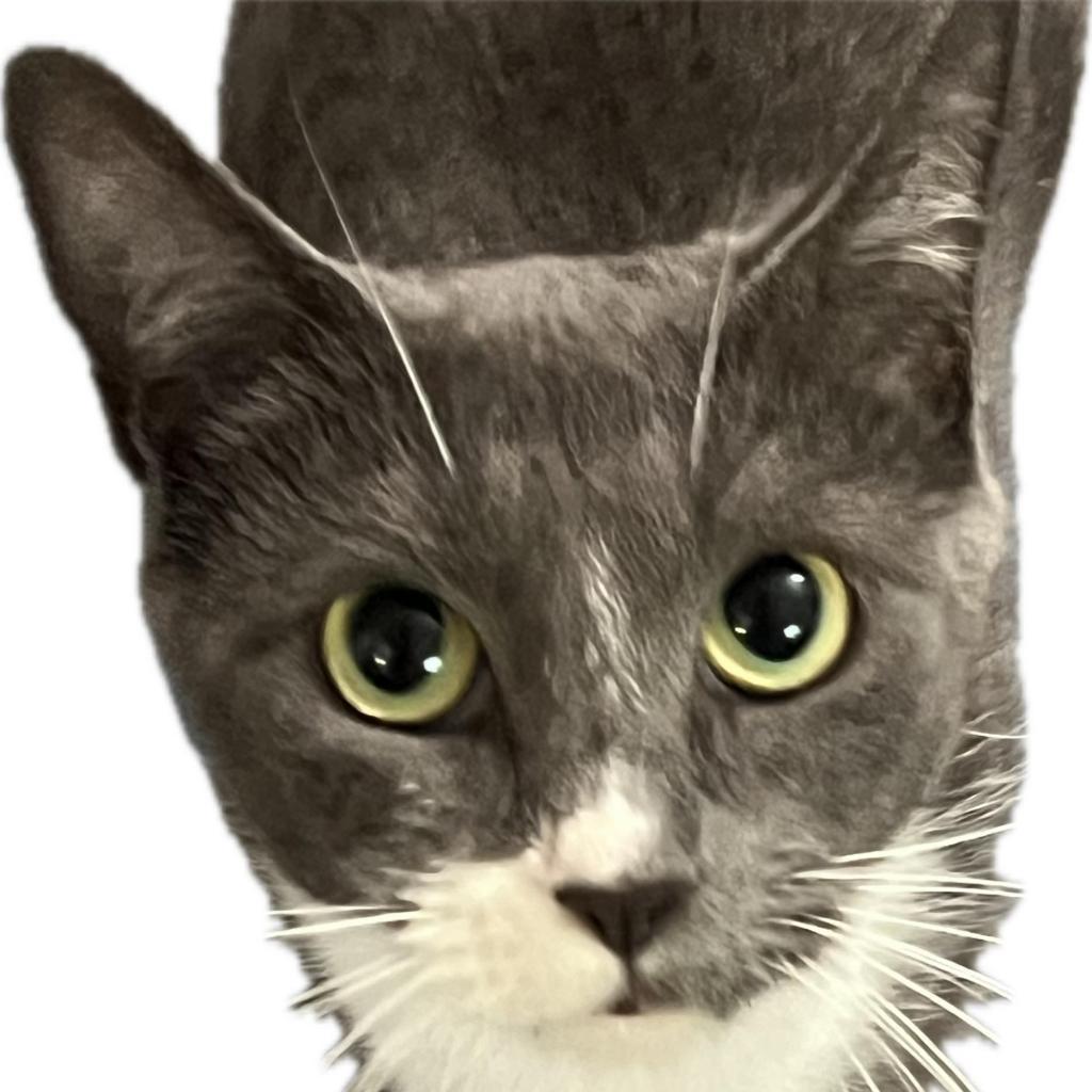 Stormy Rose, Adoptable, Adult Female Domestic Short Hair.