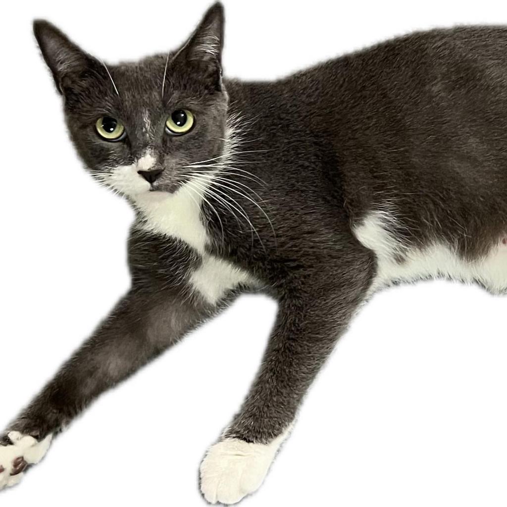 Stormy Rose, a Adoptable Domestic Short Hair in Hinesville, GA image 2/2