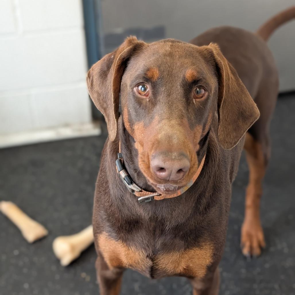 7895 Fish, Adoptable, Adult Female Doberman Pinscher.