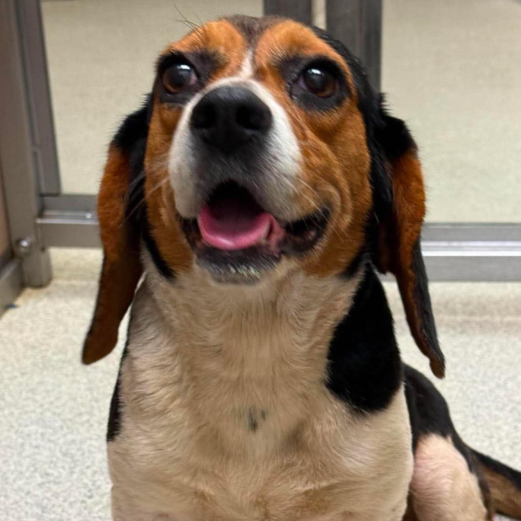 Clementine, Adoptable, Adult Female Beagle.