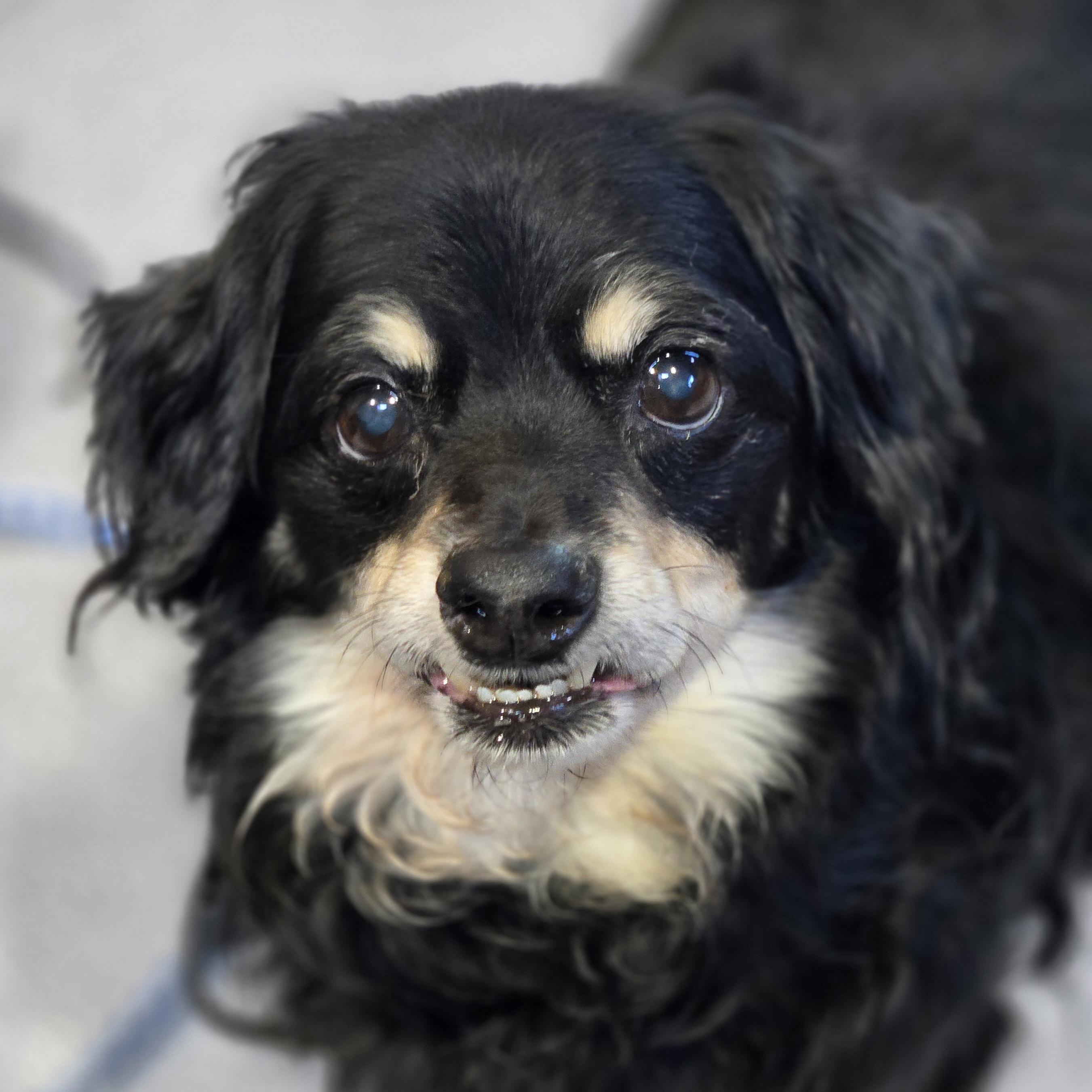 Dumpling, an adopted mixed breed in Normal, IL image 1/5