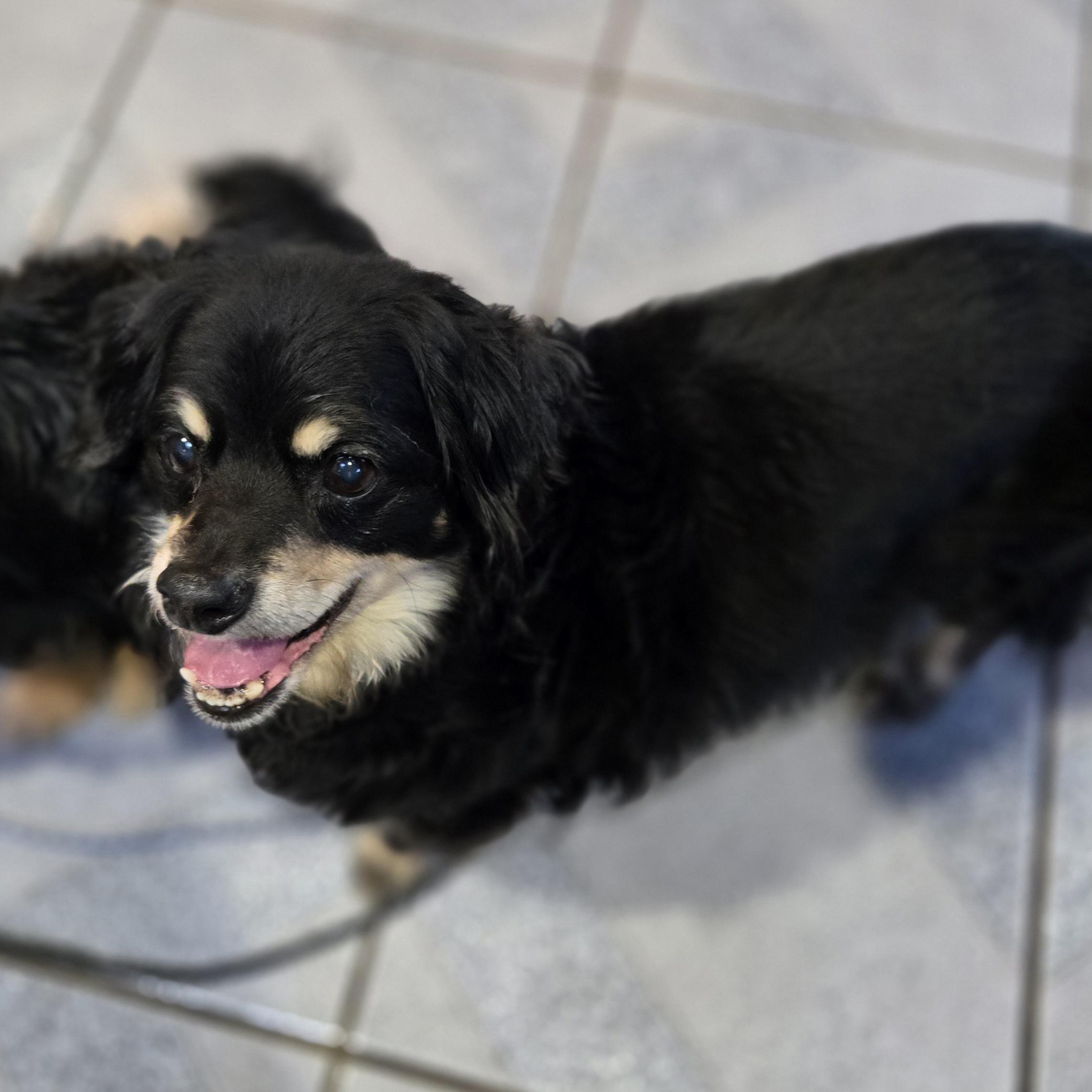 Dumpling, an adopted mixed breed in Normal, IL image 5/5