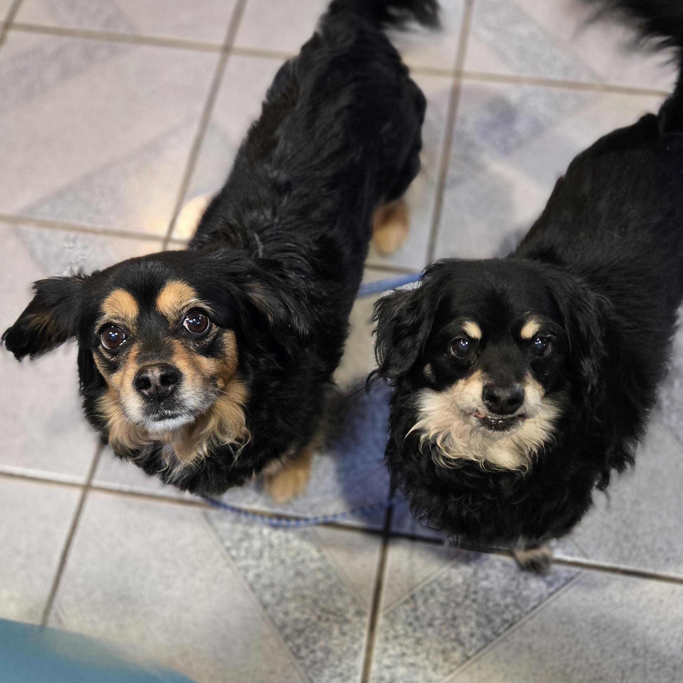 Dumpling, an adopted mixed breed in Normal, IL image 3/5