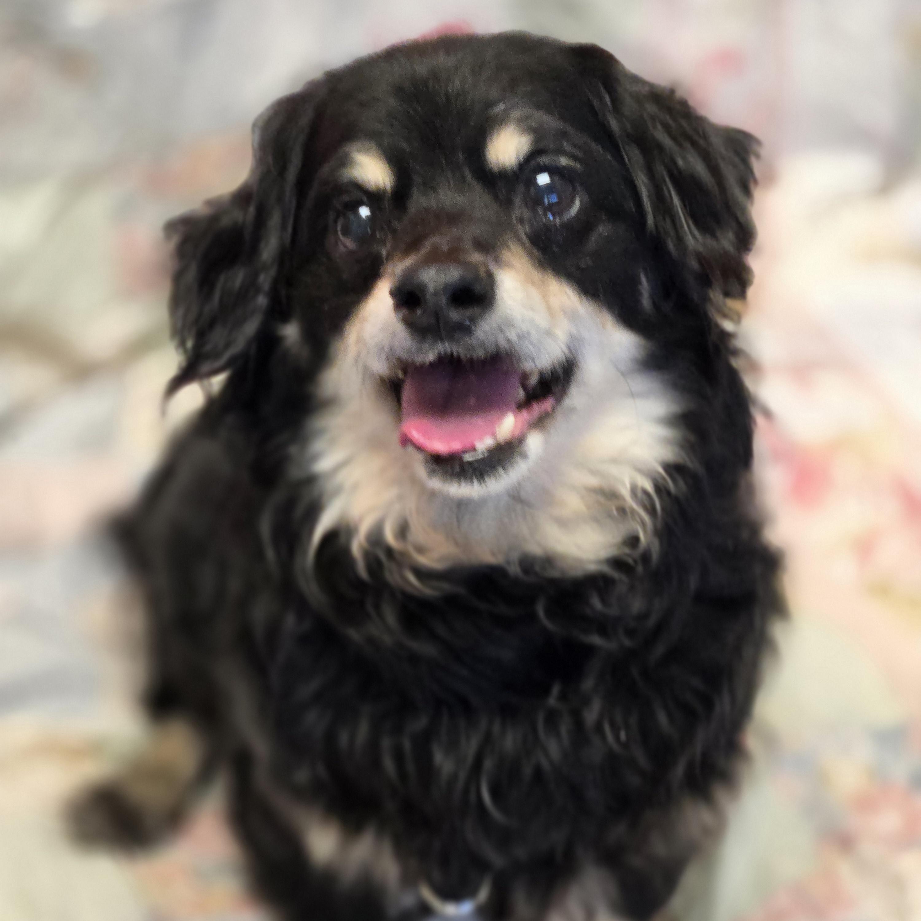 Dumpling, an adopted mixed breed in Normal, IL image 2/5
