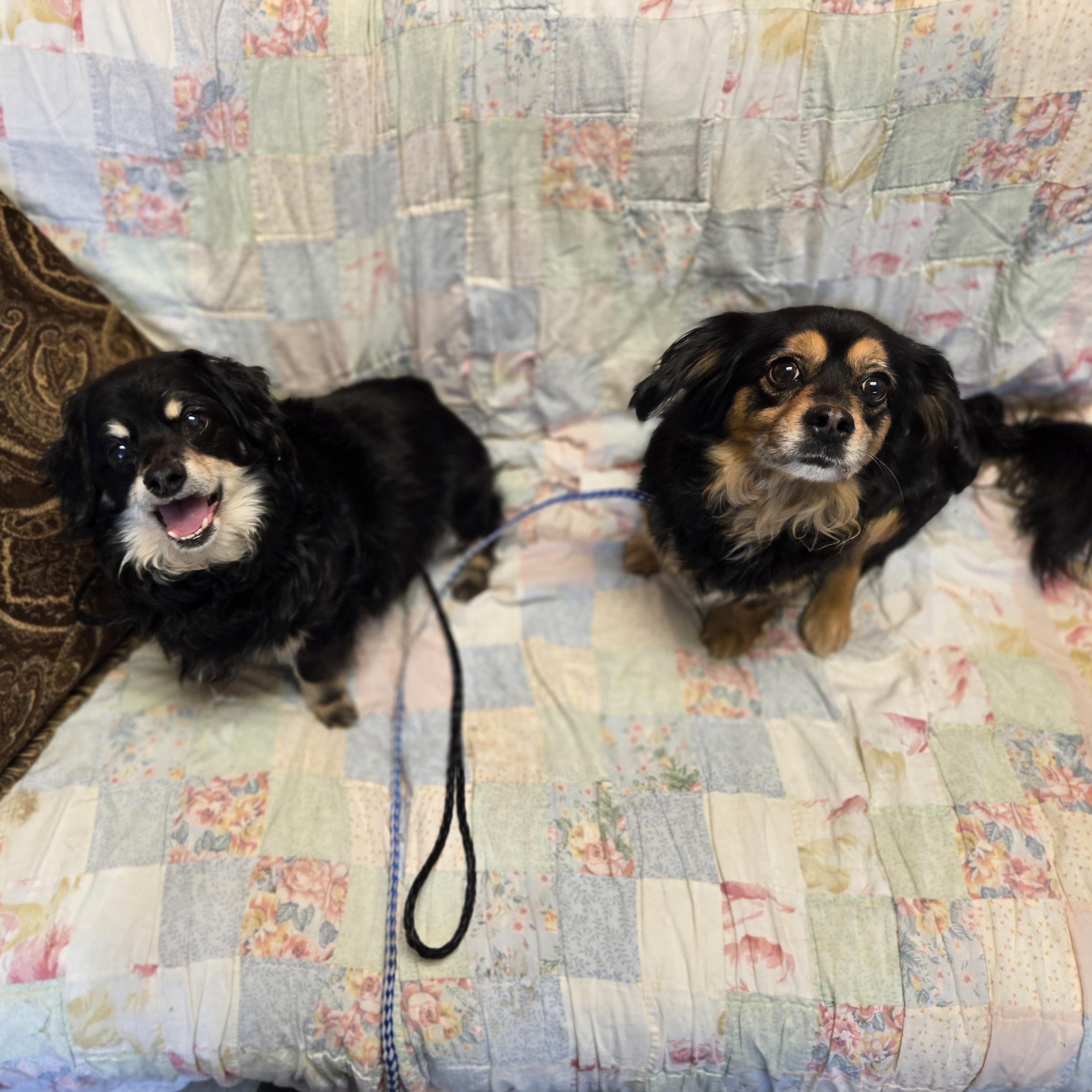 Dumpling, an adopted mixed breed in Normal, IL image 4/5