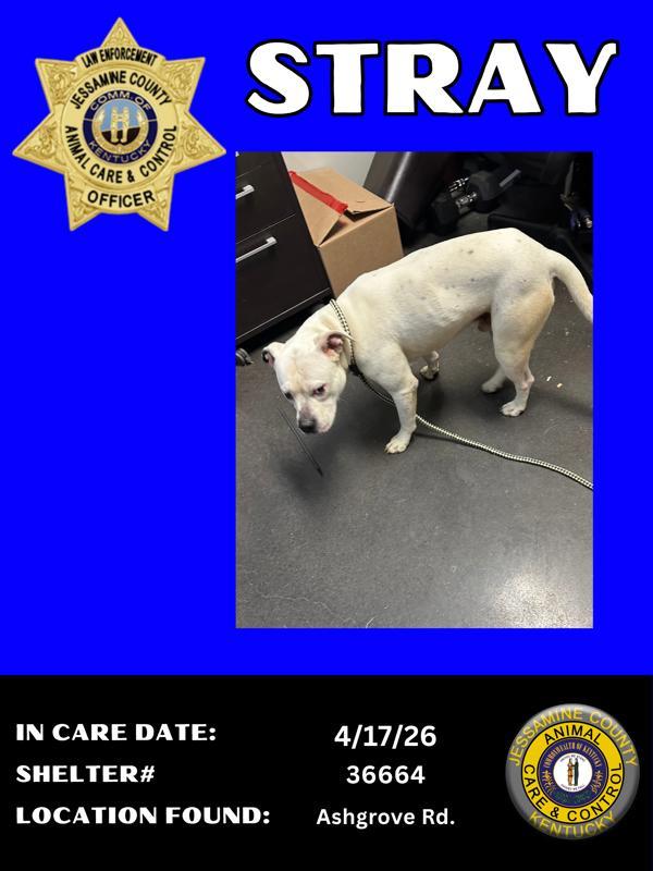 Enlarge Winston, a Adoptable mixed breed in Nicholasville, KY image 1/1