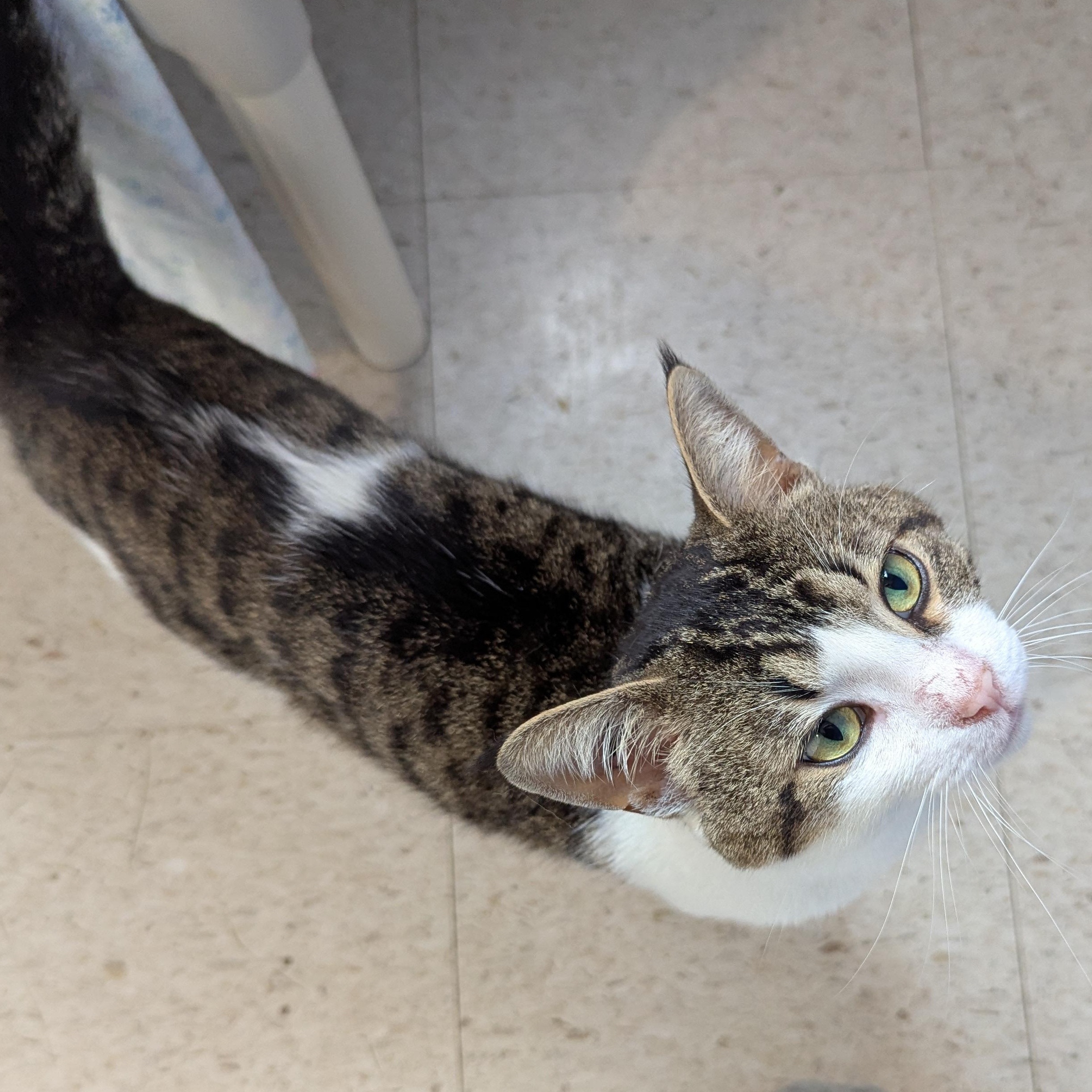 Bud, an adoptable Domestic Short Hair in Morden, MB, R6M 1Y4 | Photo Image 2