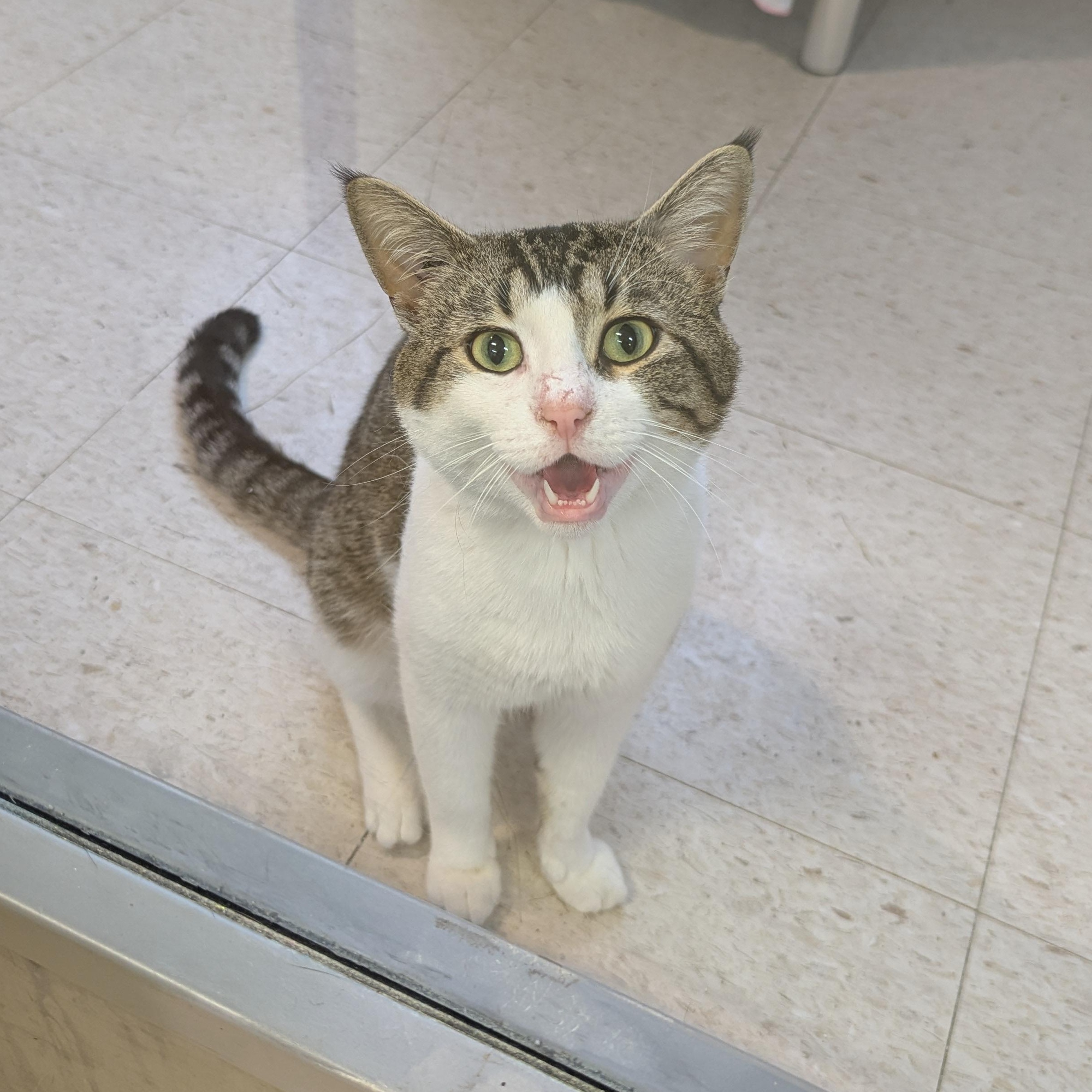 Bud, an adoptable Domestic Short Hair in Morden, MB, R6M 1Y4 | Photo Image 5