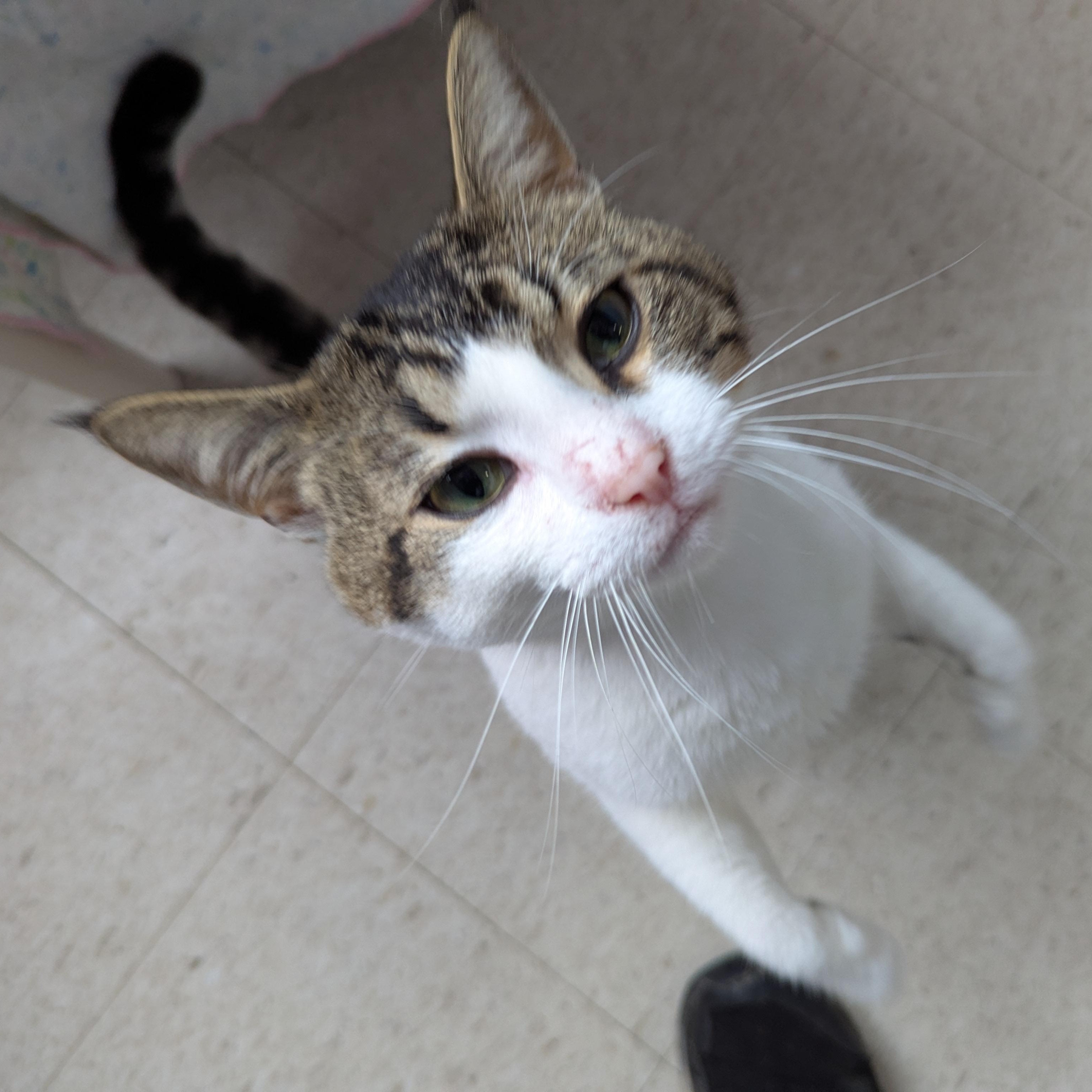 Bud, an adoptable Domestic Short Hair in Morden, MB, R6M 1Y4 | Photo Image 1