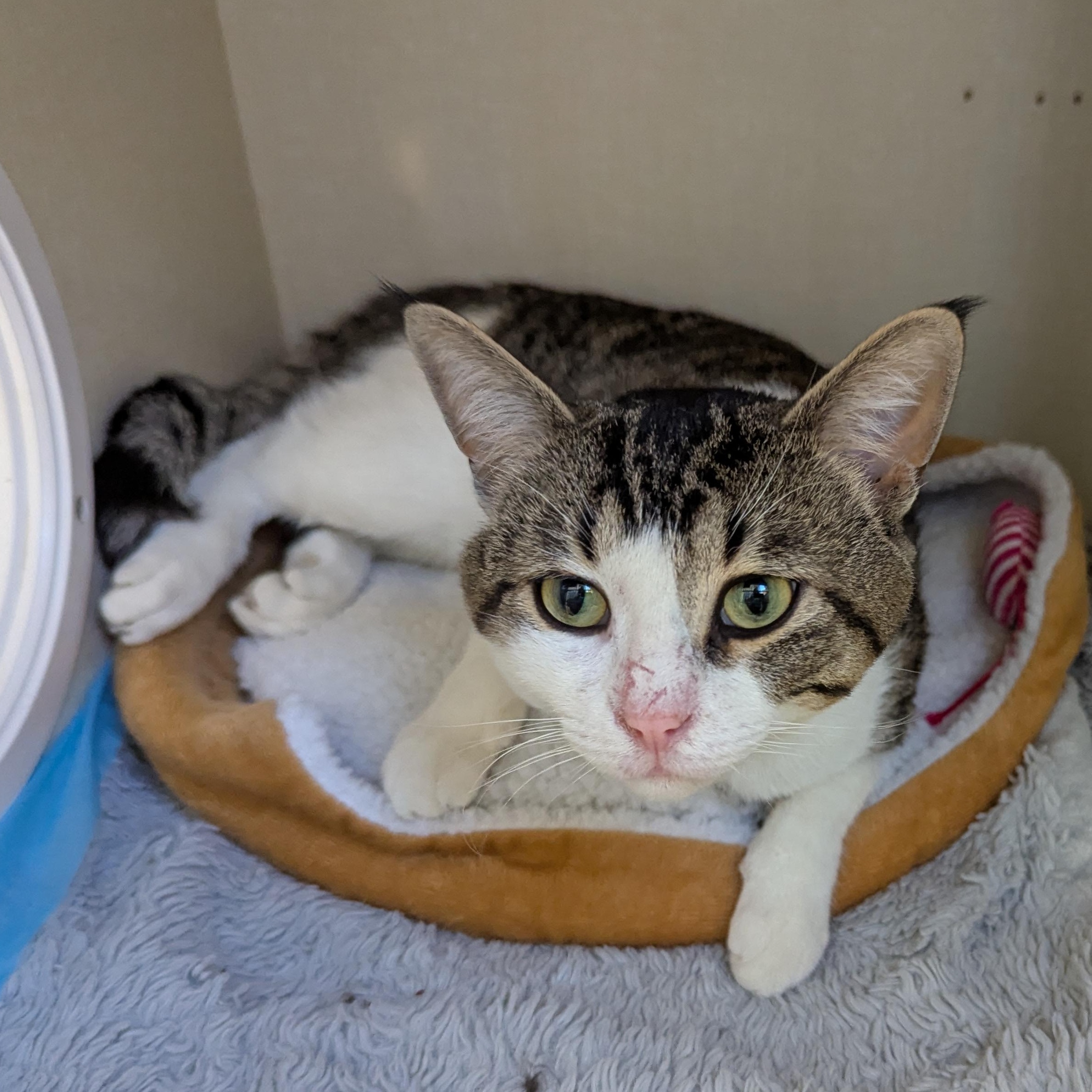 Bud, an adoptable Domestic Short Hair in Morden, MB, R6M 1Y4 | Photo Image 4