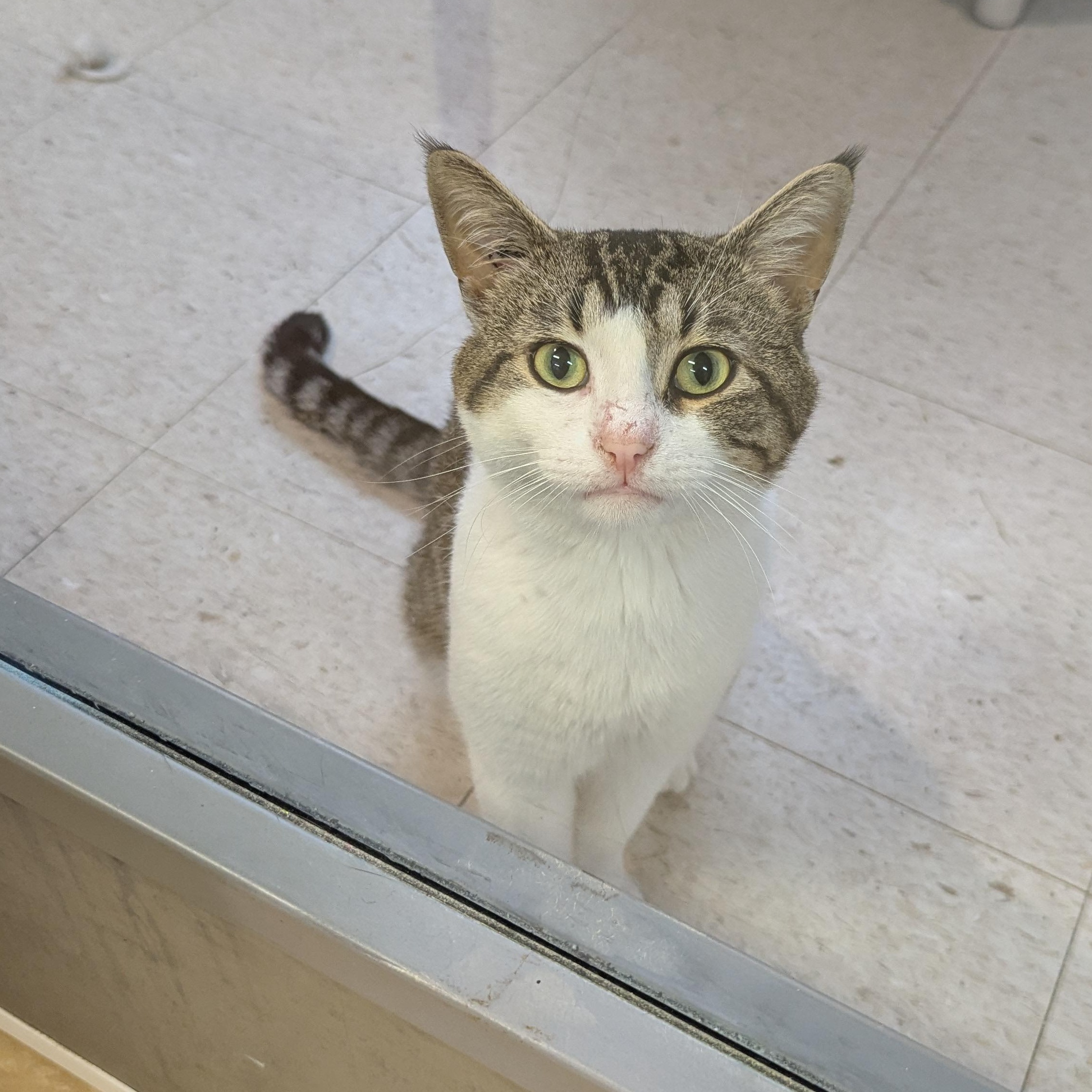 Bud, an adoptable Domestic Short Hair in Morden, MB, R6M 1Y4 | Photo Image 3
