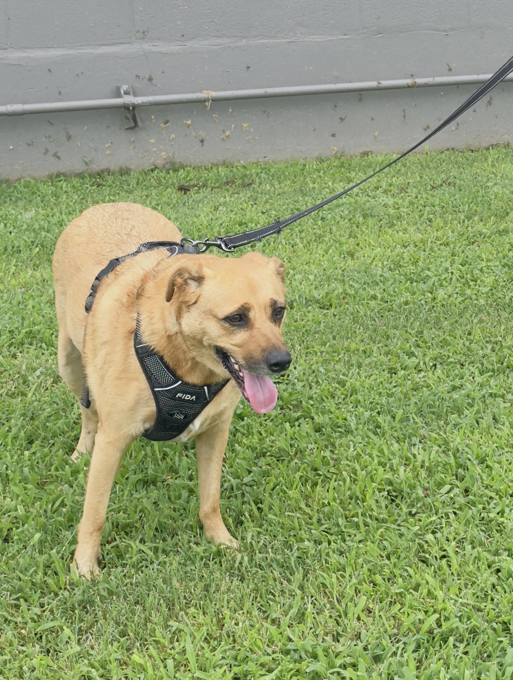 Enlarge Clarice, a Adoptable Mixed Breed in Woodlawn, TN image 6/6