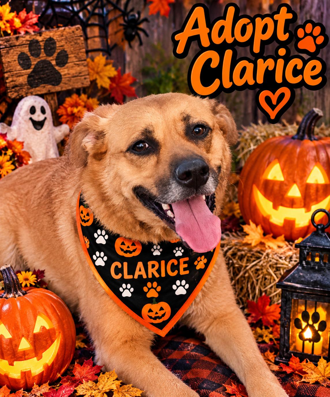 Enlarge Clarice, a Adoptable Mixed Breed in Woodlawn, TN image 1/6