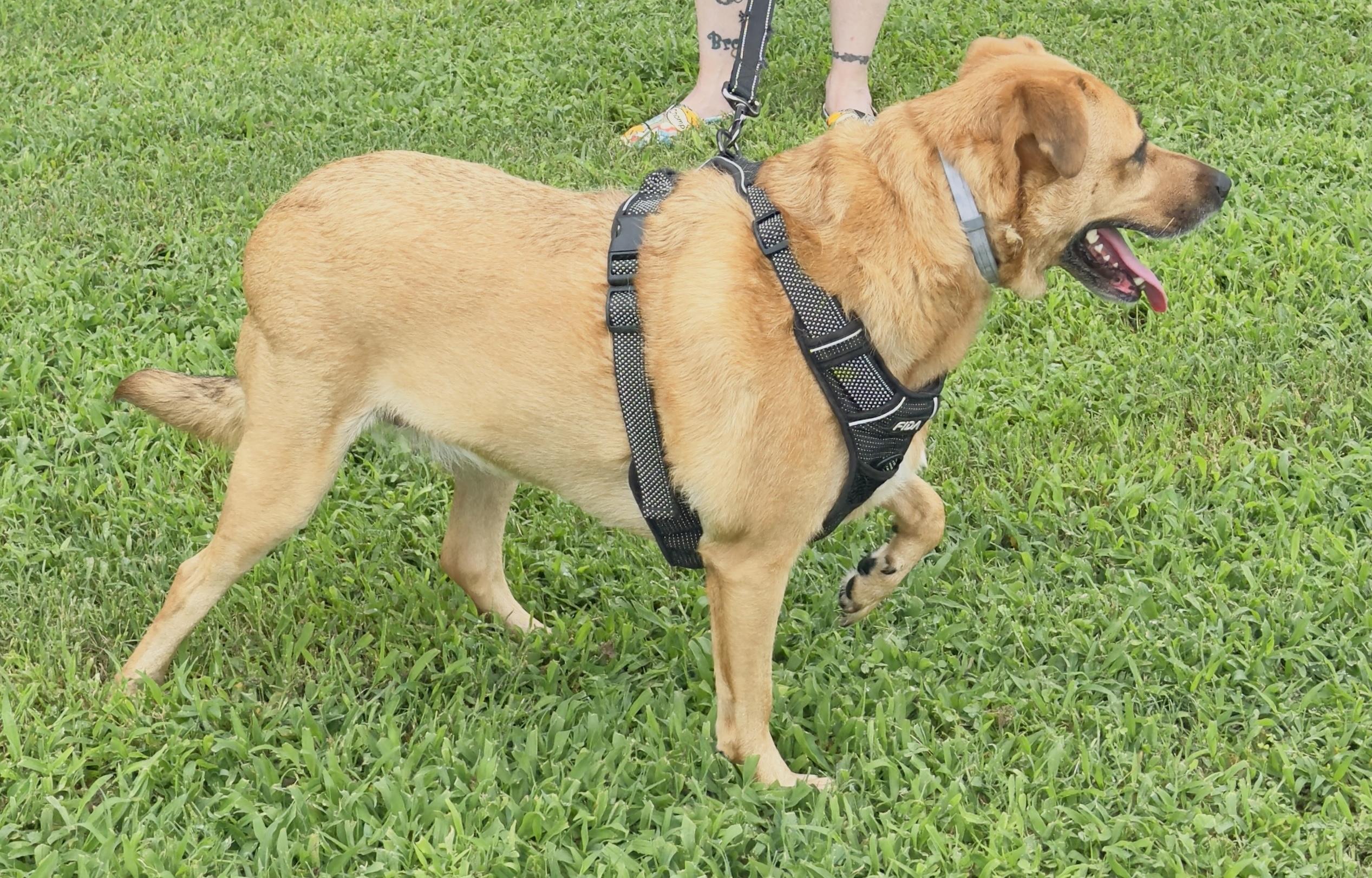 Enlarge Clarice, a Adoptable Mixed Breed in Woodlawn, TN image 2/6