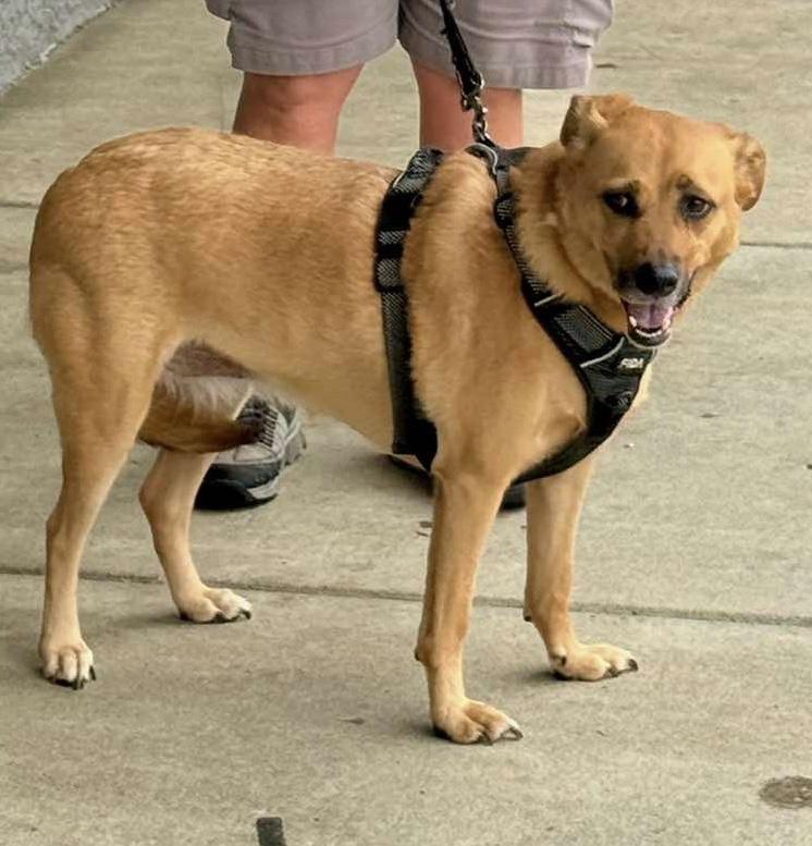 Enlarge Clarice, a Adoptable Mixed Breed in Woodlawn, TN image 4/6