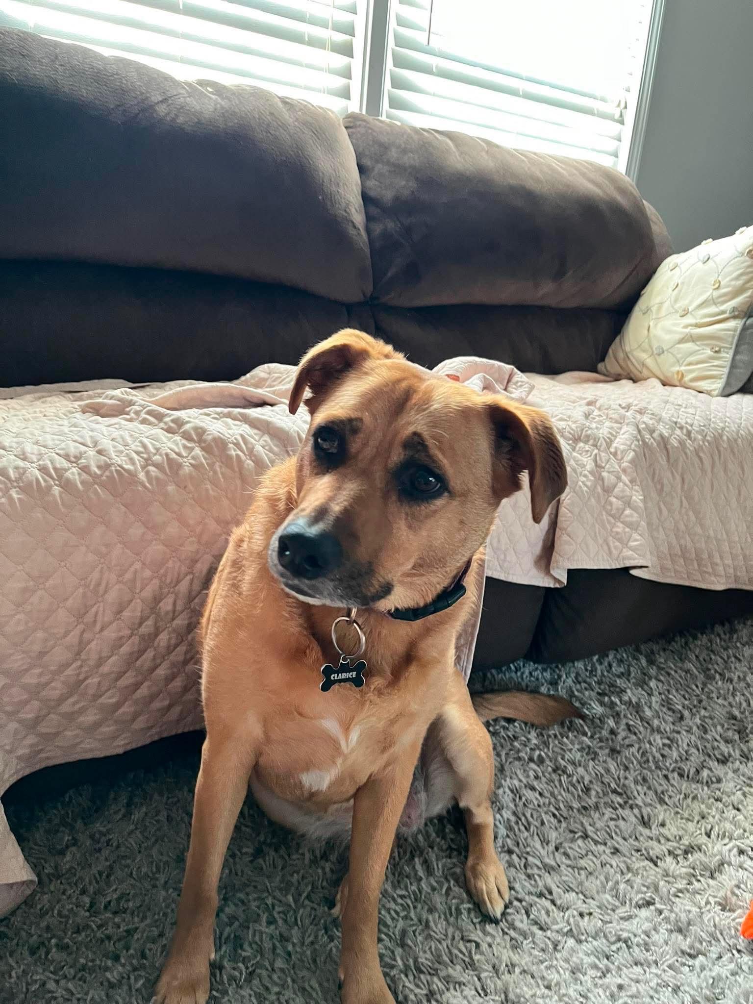 Enlarge Clarice, a Adoptable Mixed Breed in Woodlawn, TN image 3/6