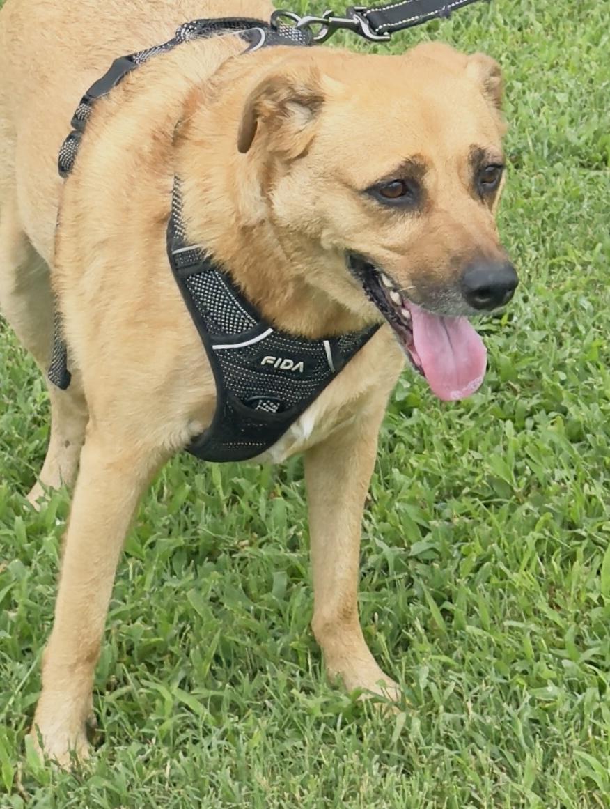 Enlarge Clarice, a Adoptable Mixed Breed in Woodlawn, TN image 1/6
