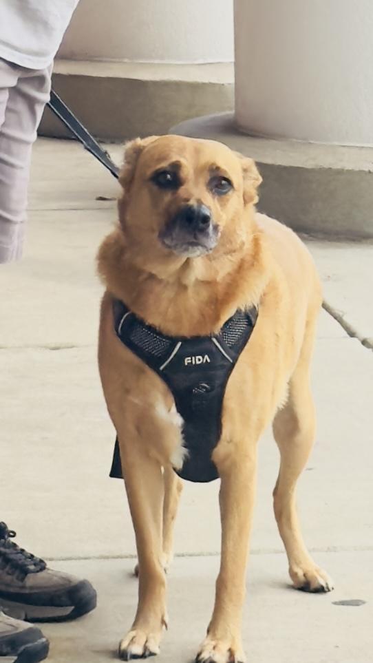 Enlarge Clarice, a Adoptable Mixed Breed in Woodlawn, TN image 5/6