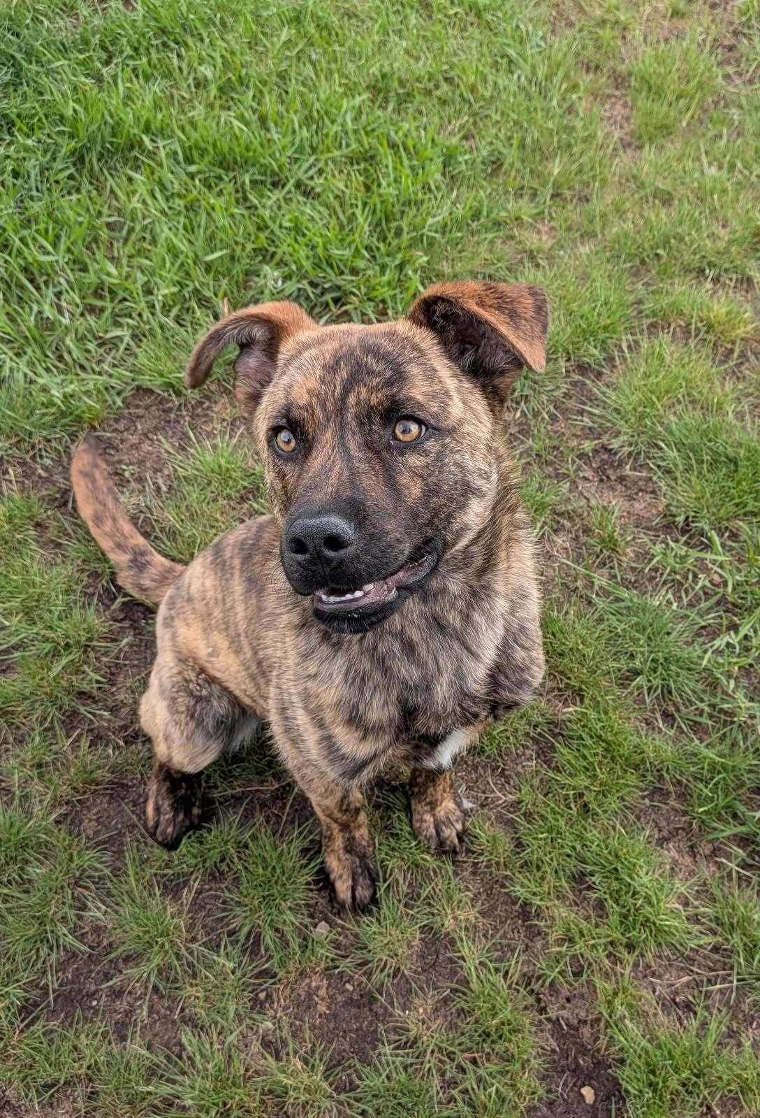 Enlarge Calix, a ADOPTABLE Mixed Breed in wetaskiwin, AB image 1/1