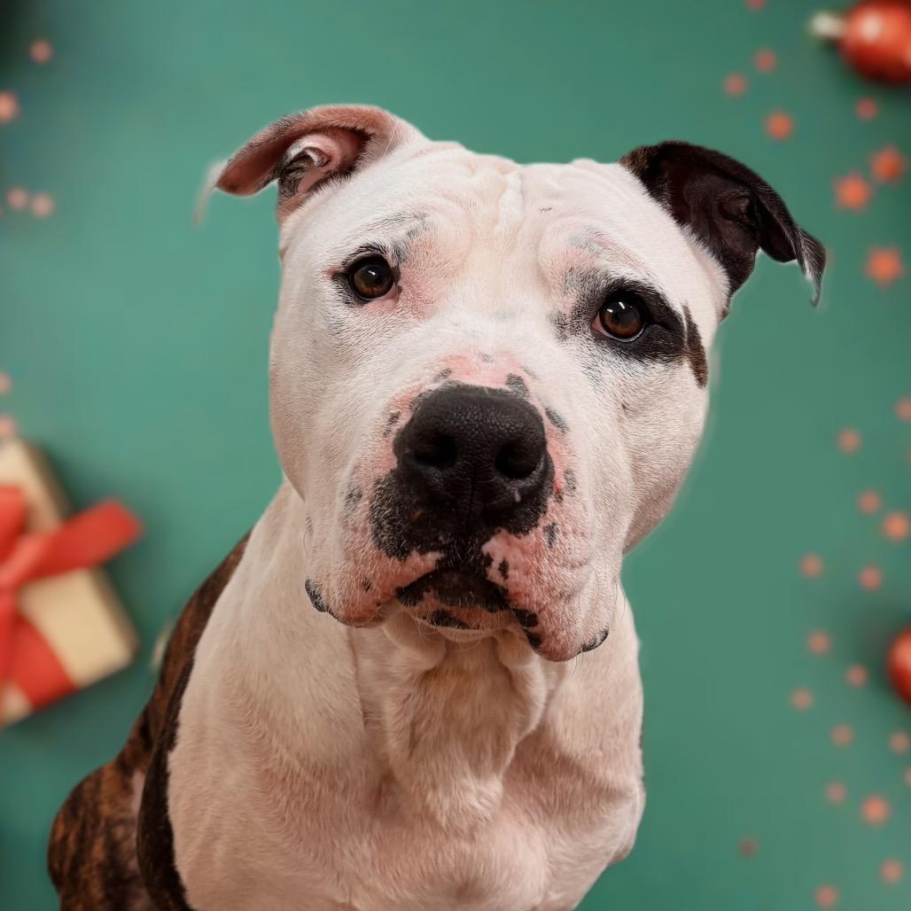 Spot, Adoptable, Adult Male Mixed Breed.