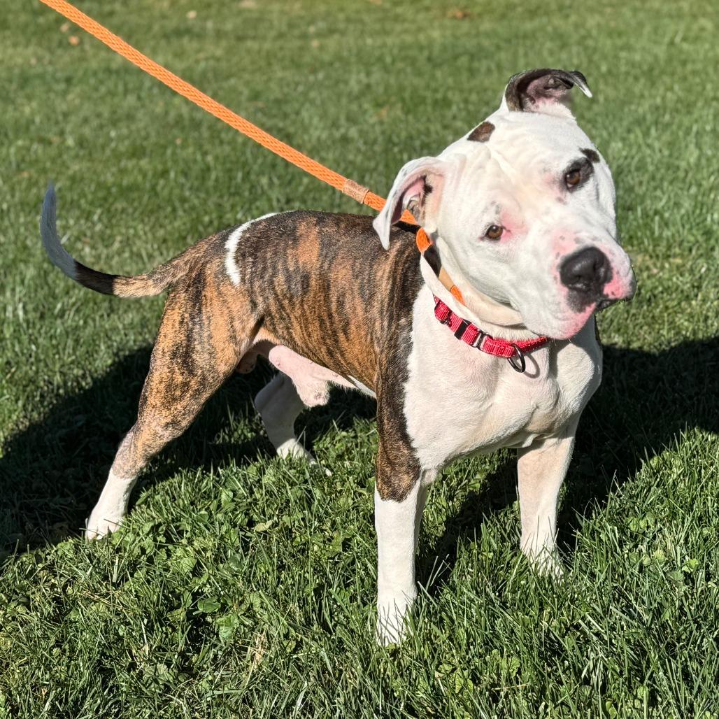 Enlarge Spot, a Adoptable Mixed Breed in Nashville, IN image 3/6