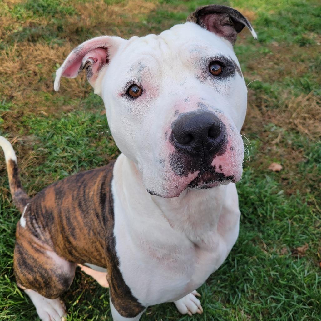 Enlarge Spot, a Adoptable Mixed Breed in Nashville, IN image 5/6