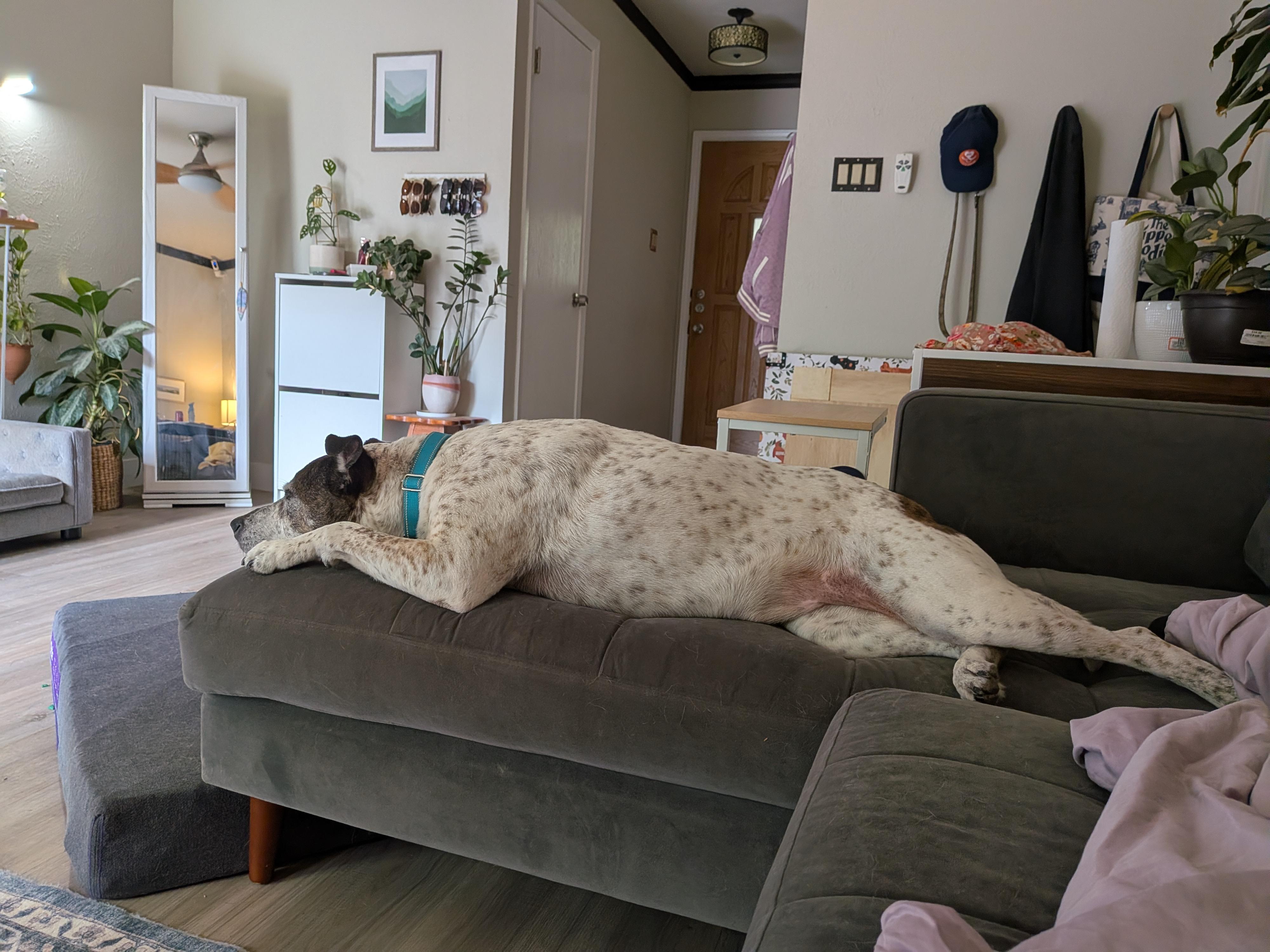 Enlarge Beatrice, a ADOPTABLE mixed breed in Austin, TX image 5/6