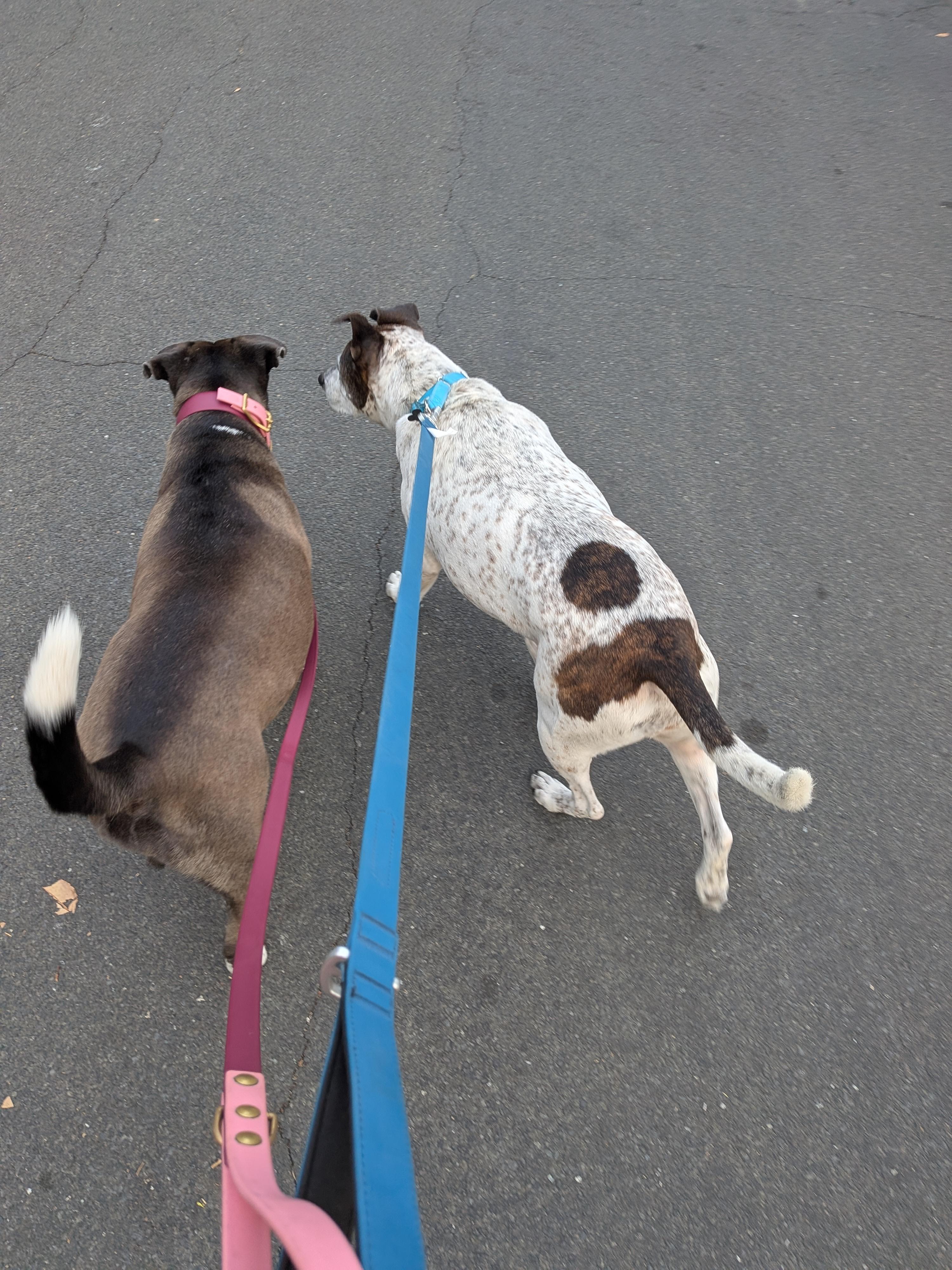 Enlarge Beatrice, a ADOPTABLE mixed breed in Austin, TX image 4/6