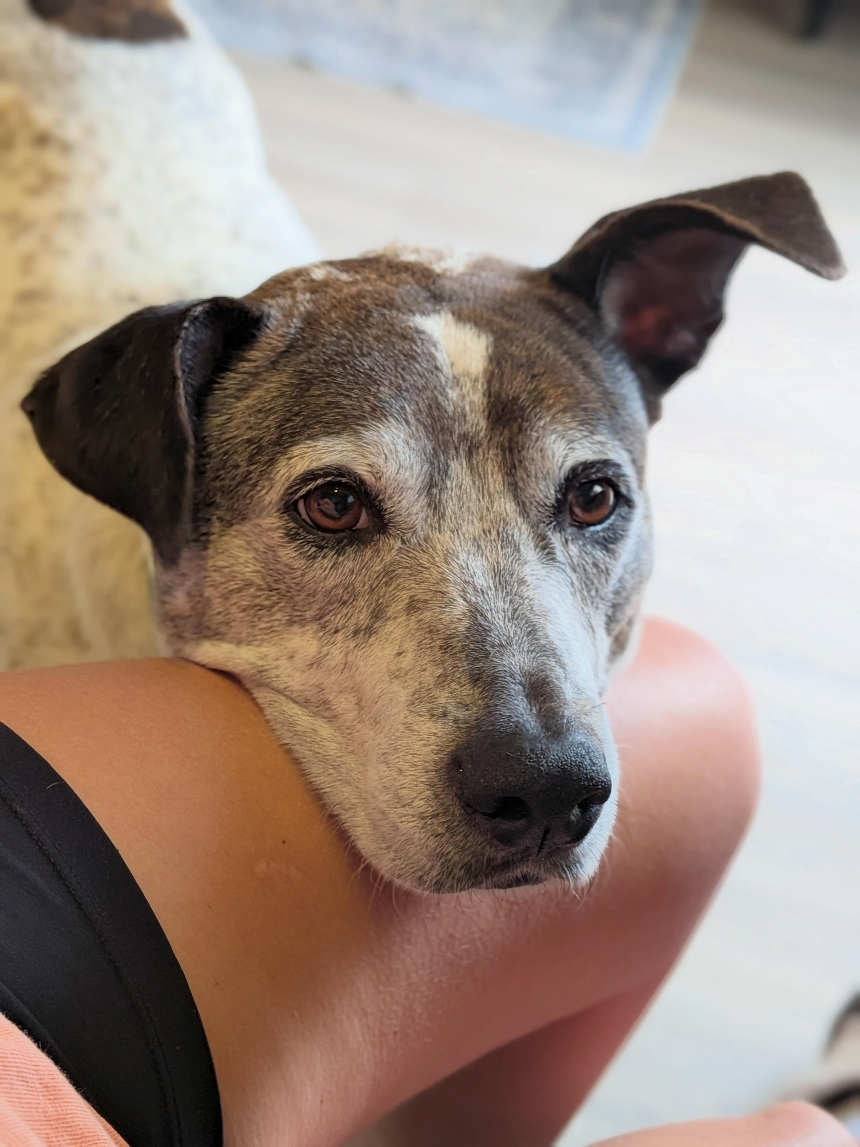 Enlarge Beatrice, a ADOPTABLE mixed breed in Austin, TX image 6/6