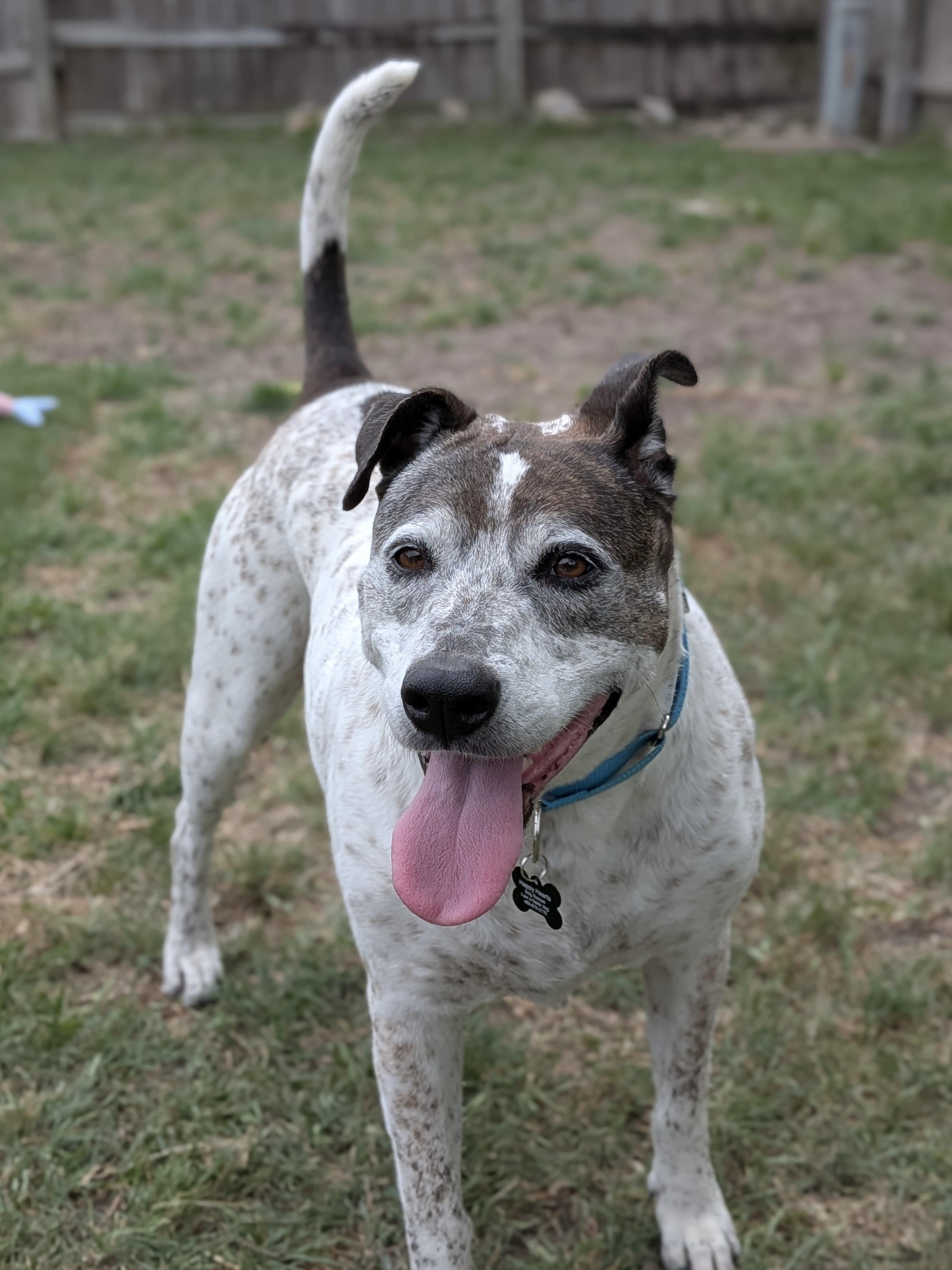 Enlarge Beatrice, a ADOPTABLE mixed breed in Austin, TX image 2/6