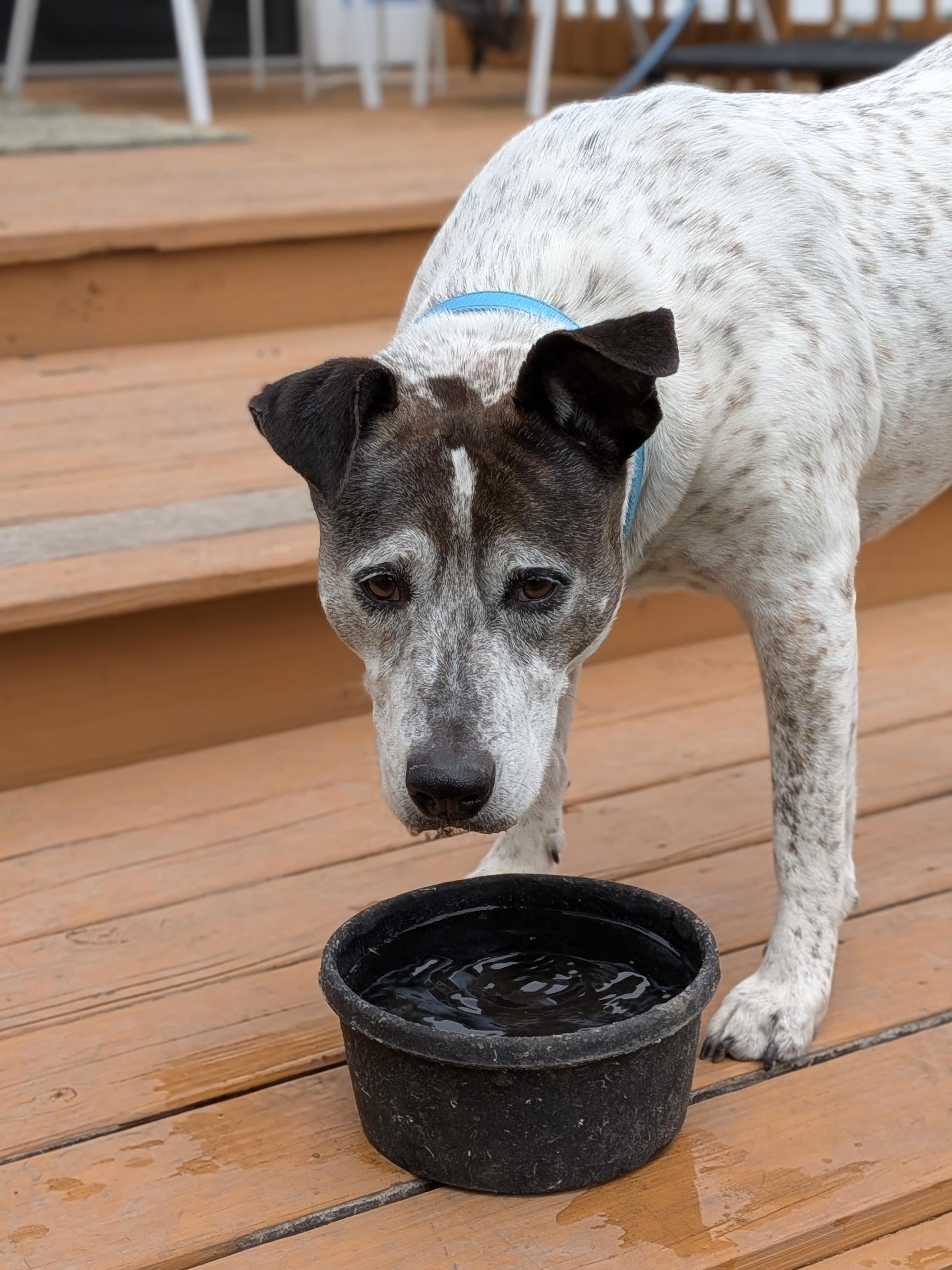 Enlarge Beatrice, a ADOPTABLE mixed breed in Austin, TX image 3/6