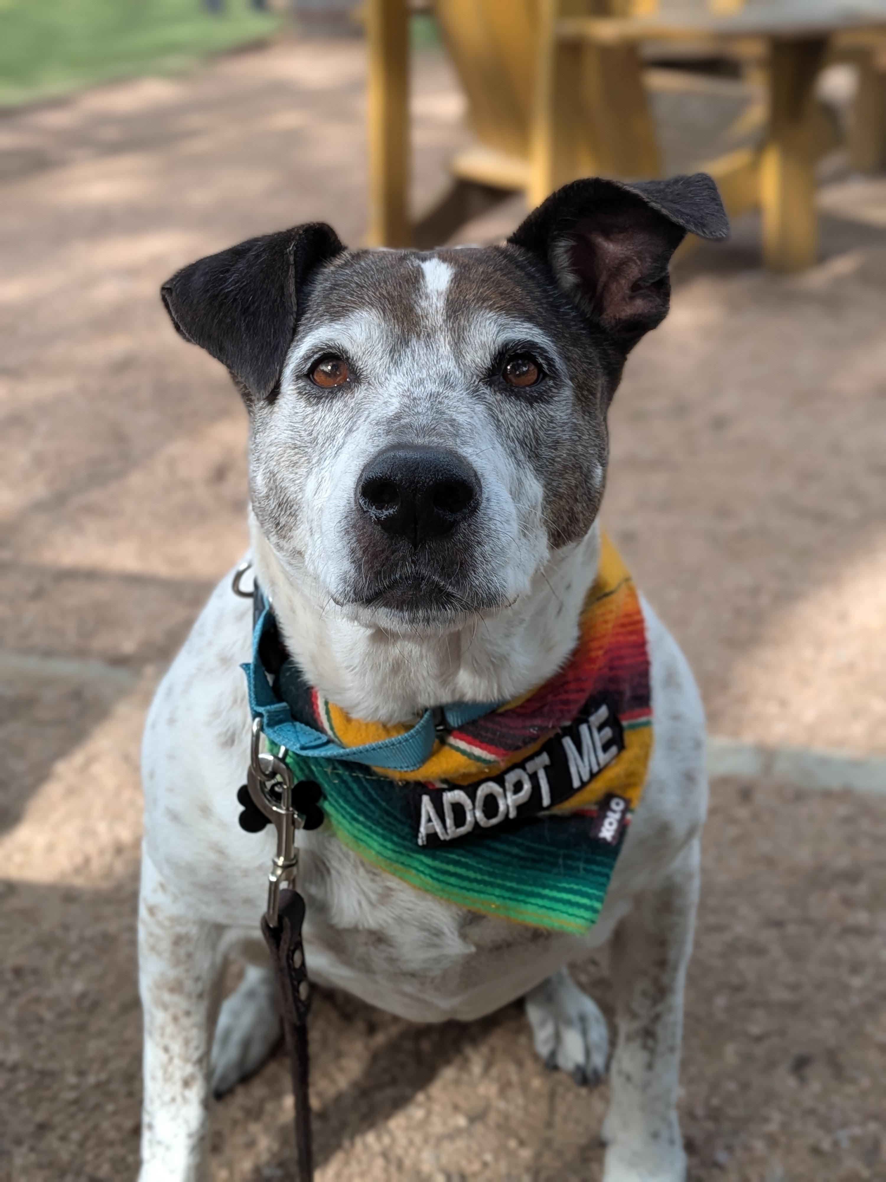 Beatrice, ADOPTABLE, Senior Female American Bulldog & Pit Bull Terrier.