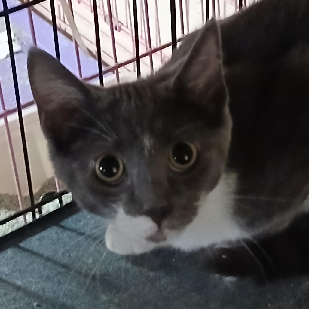 Monopoly, Adoptable, Kitten Female Domestic Short Hair.